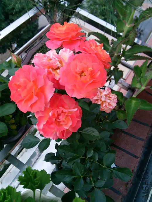 IMG_20150625_185014.jpg