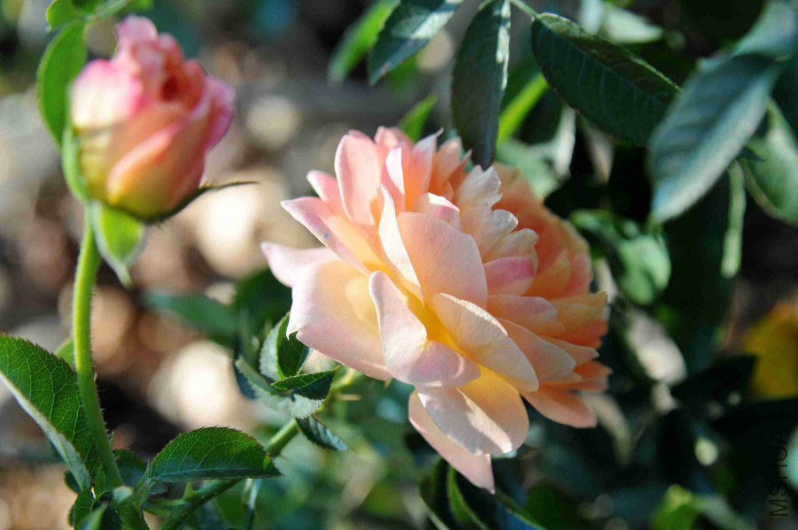 DSC_4605_����.jpg