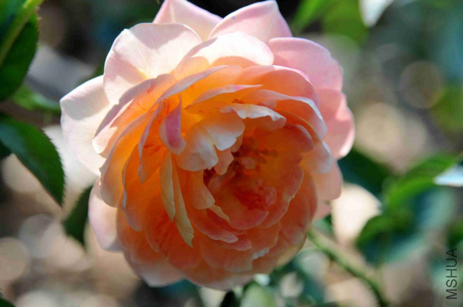 DSC_4610_����.jpg