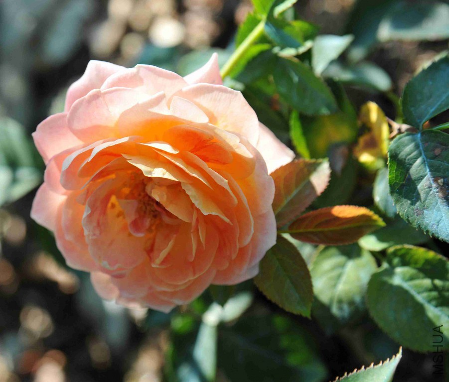 DSC_4603_����.jpg