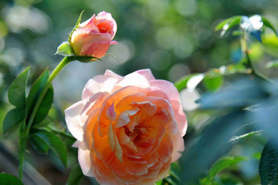 DSC_4609_����.jpg