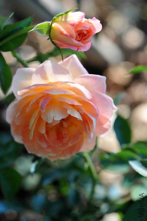 DSC_4611_����.jpg