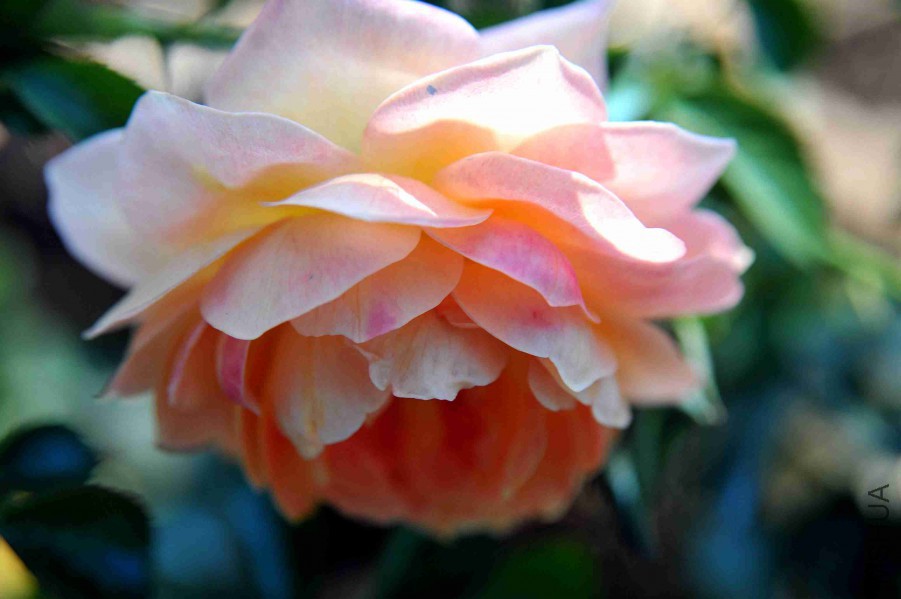 DSC_4613_����.jpg