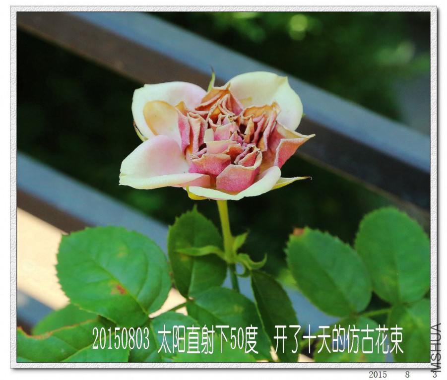 2015080302.jpg