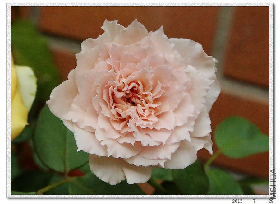 2015072905.jpg