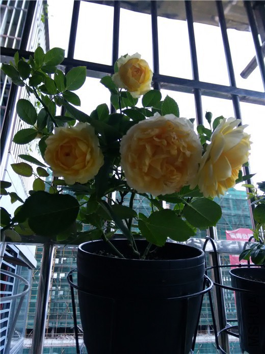 IMG_20150707_183915.jpg