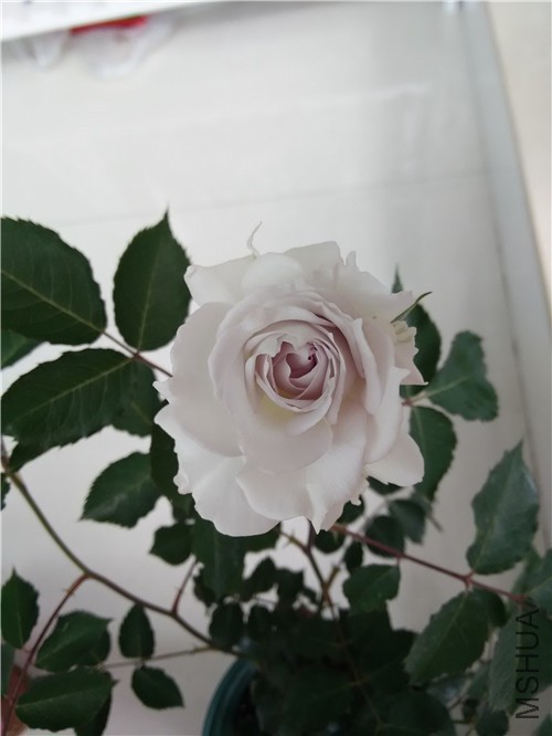 IMG_20150504_113754.jpg