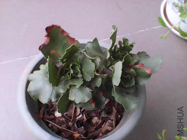 IMG_20150803_164115.jpg