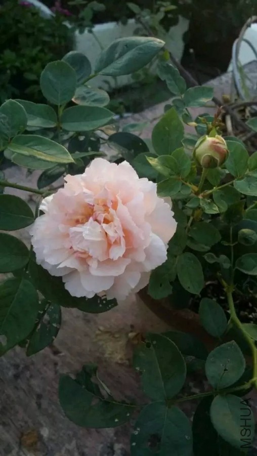 �˼�����