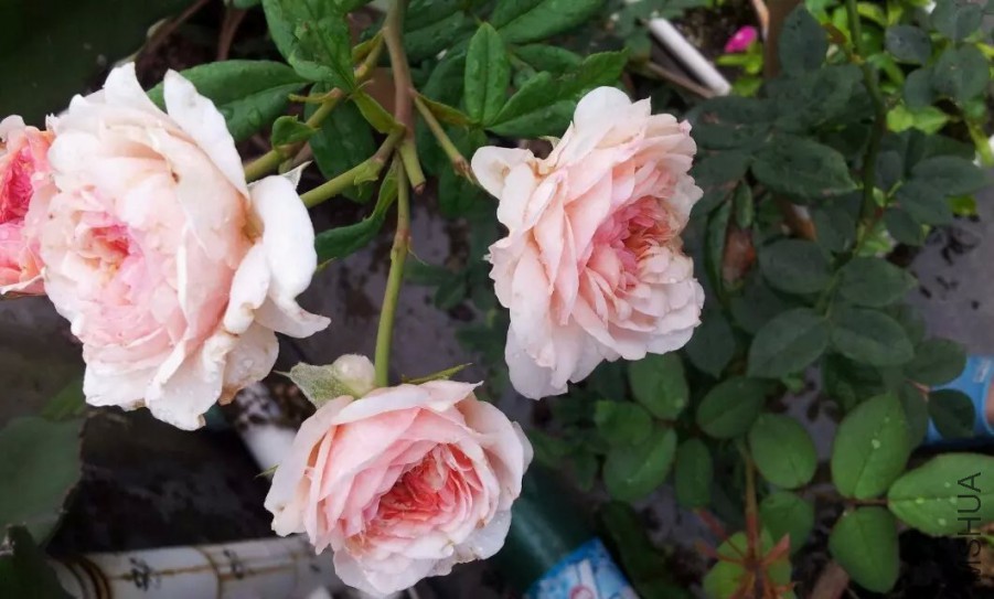 ����Ī��˹