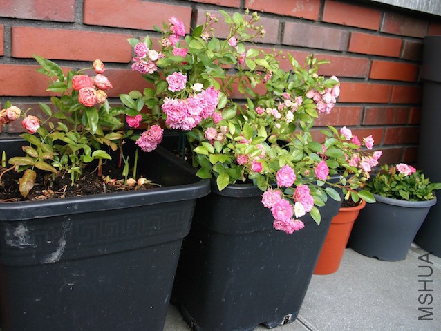 2015.08.01.13 The Fairy ��Ů.JPG