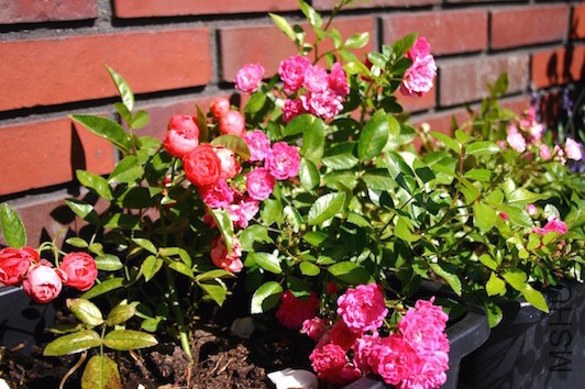 2015.07.21.7. The Fairy ��ŮJPG.JPG