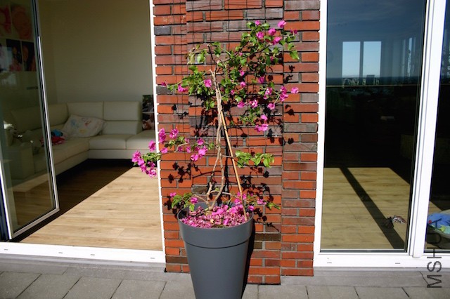 ����÷2015.04 .21.JPG