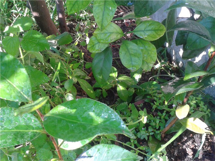 �ŵ����������£�����ĺ�