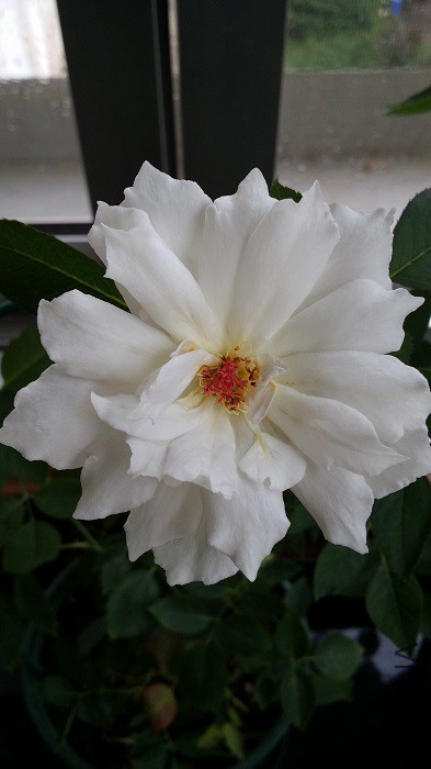 20150802_082937.jpg