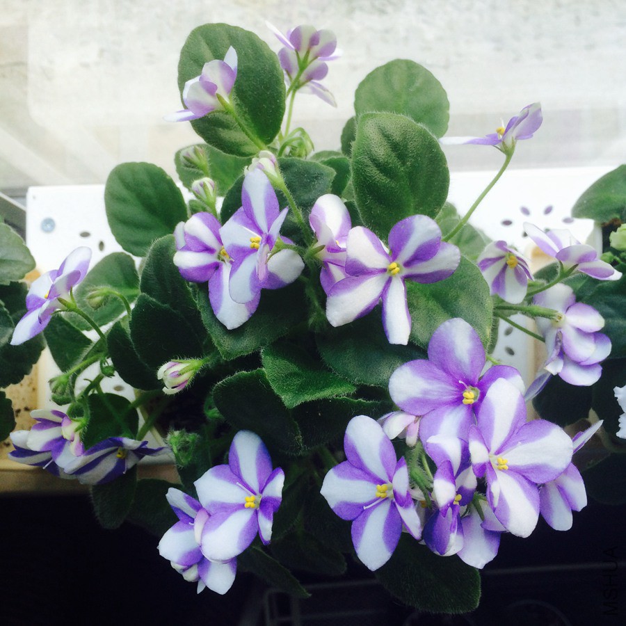 2015-05-17 155109.jpg