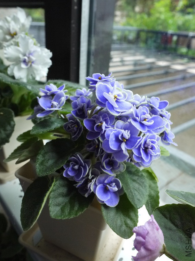 P1050164.jpg