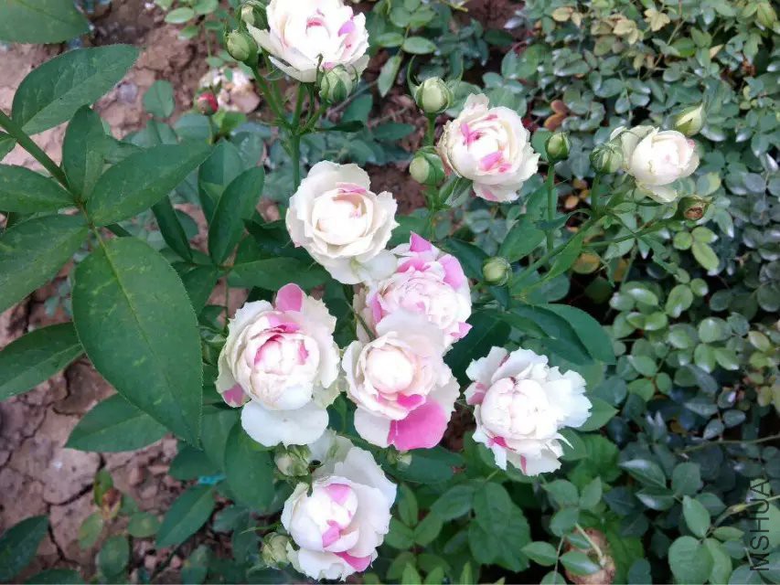 ���Ҳ�ݮ����.jpg