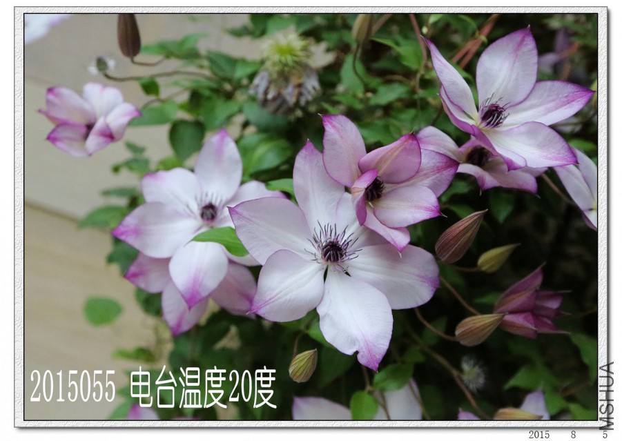 2015080516.jpg