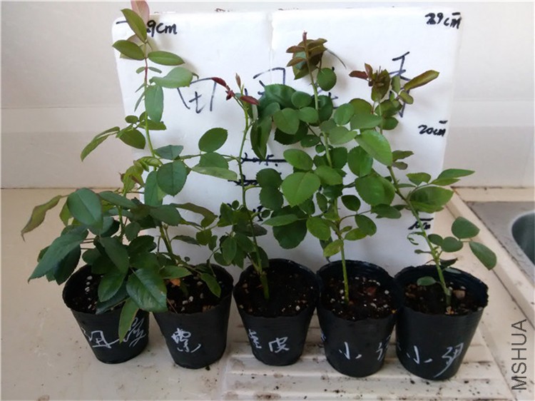 IMG_20150805_175800.jpg