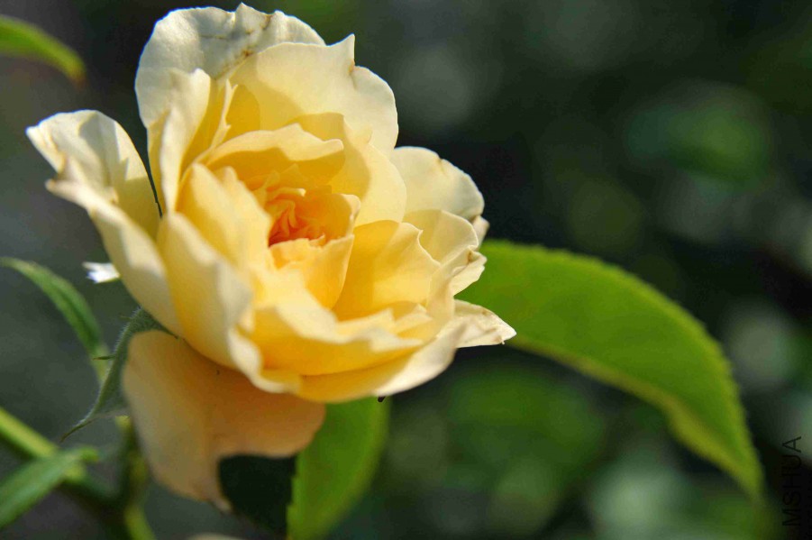 DSC_4720_����.jpg