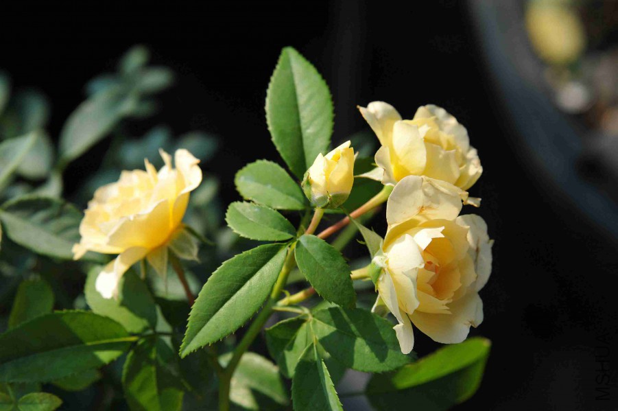 DSC_4728_����.jpg