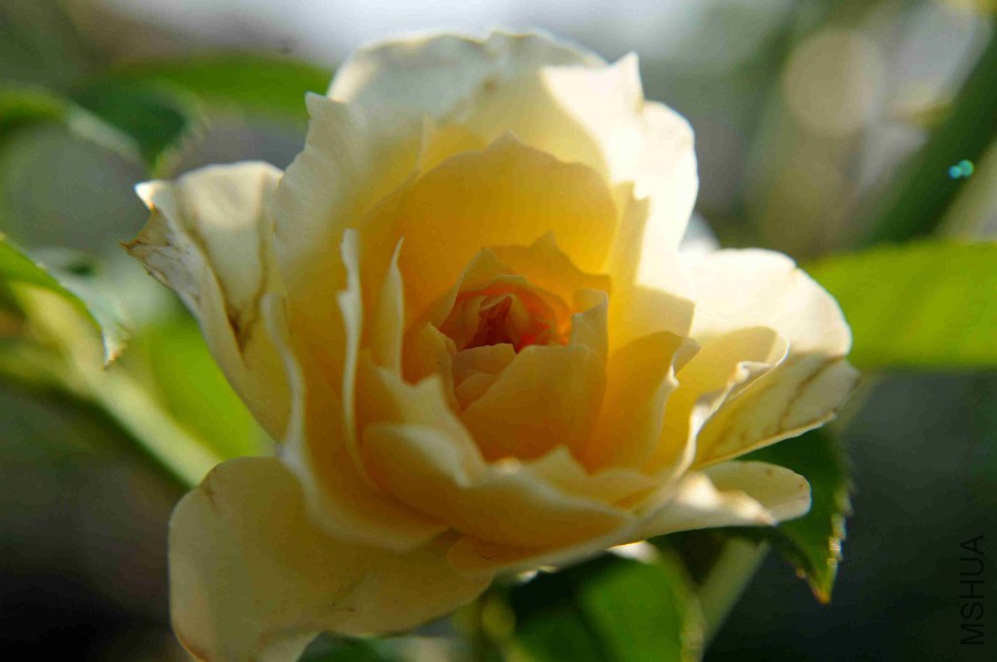 DSC_4732_����.jpg