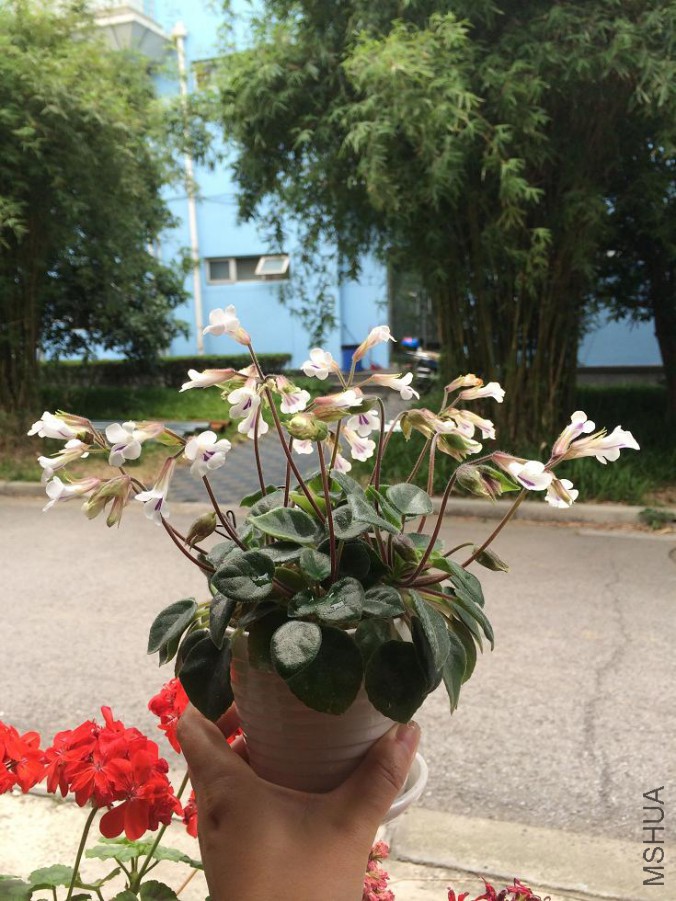 20150604d.jpg