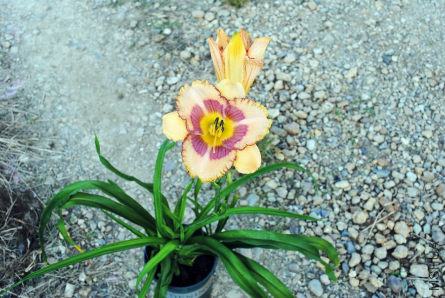 ���Ҳʵ�1 (2).jpg