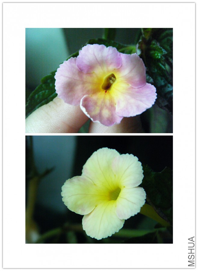 DSCF1439_����.jpg