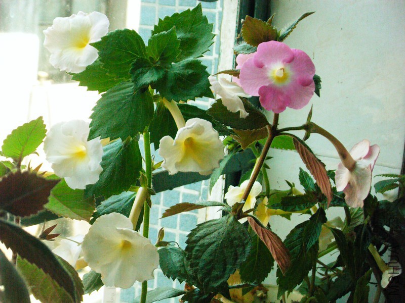 DSCF1440_����.jpg