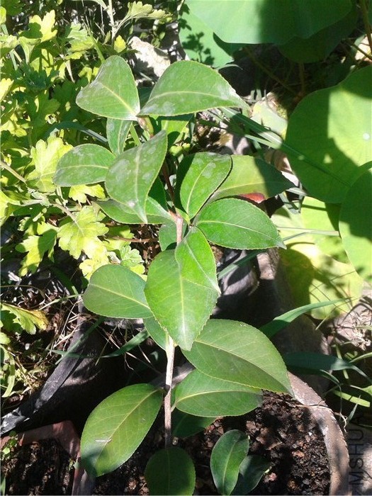 2015-08-06 07.56.16.jpg