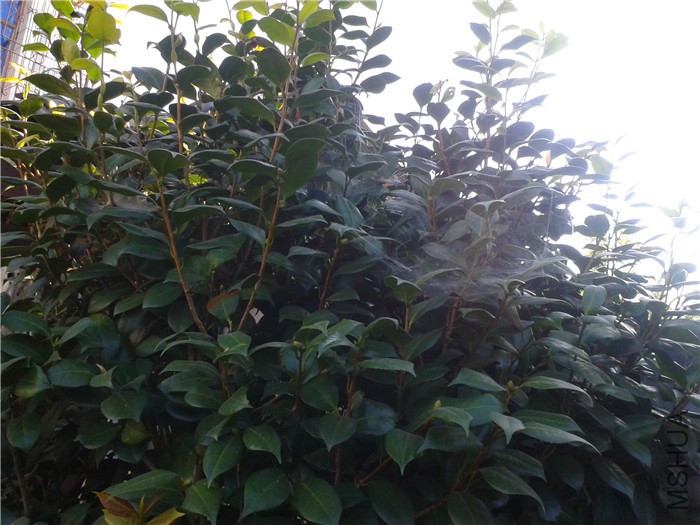 2015-08-06 07.51.14.jpg