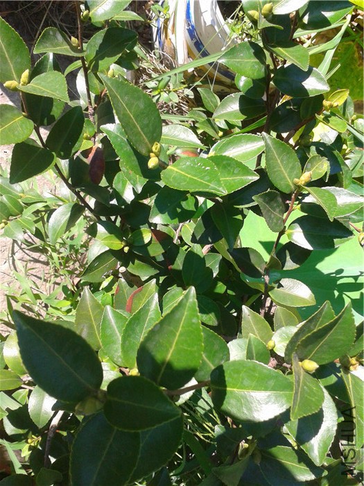 2015-08-06 08.03.04.jpg