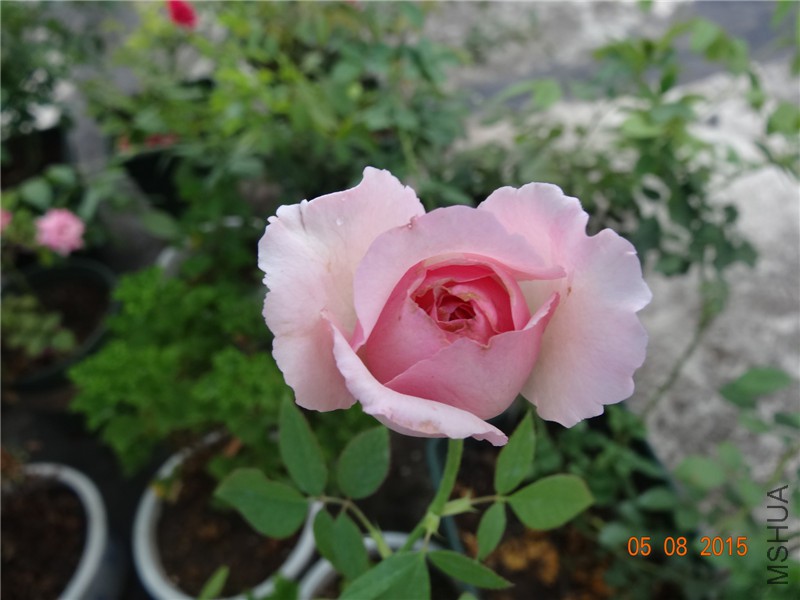 DSC03665.jpg