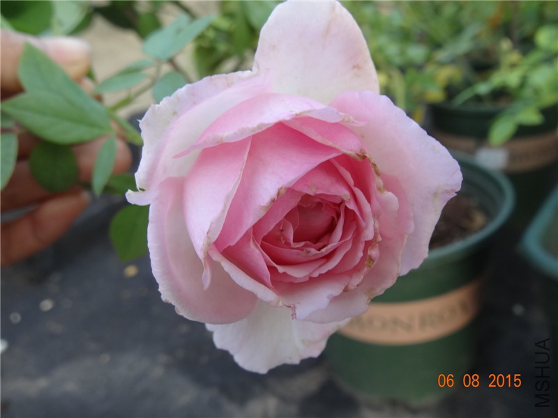 DSC03834.jpg