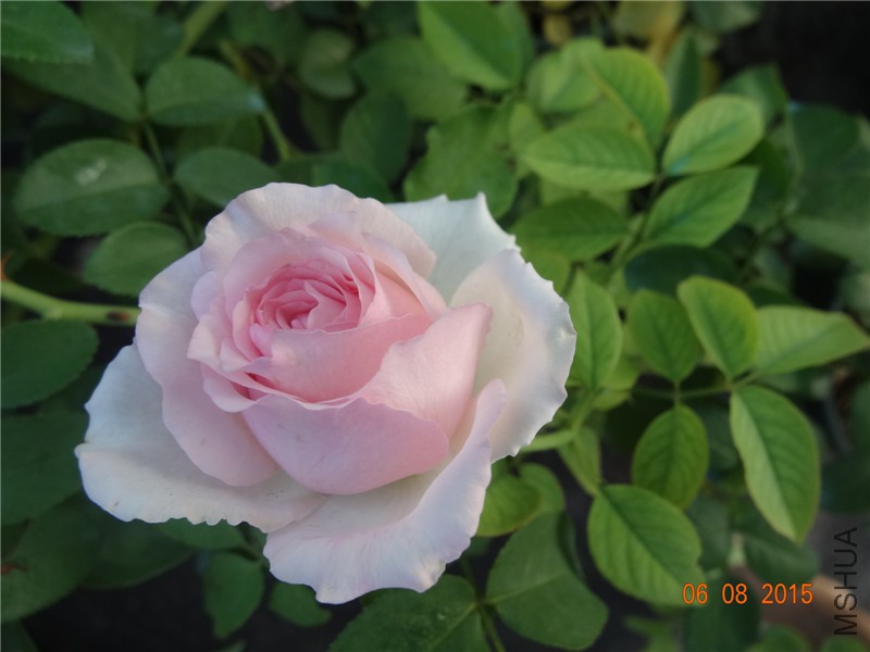 DSC03836.jpg
