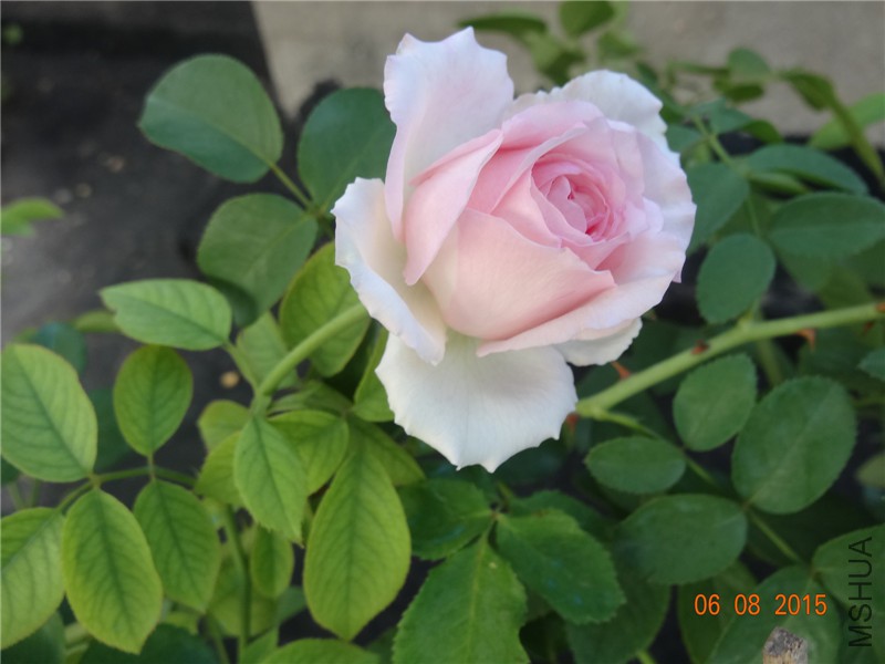 DSC03837.jpg