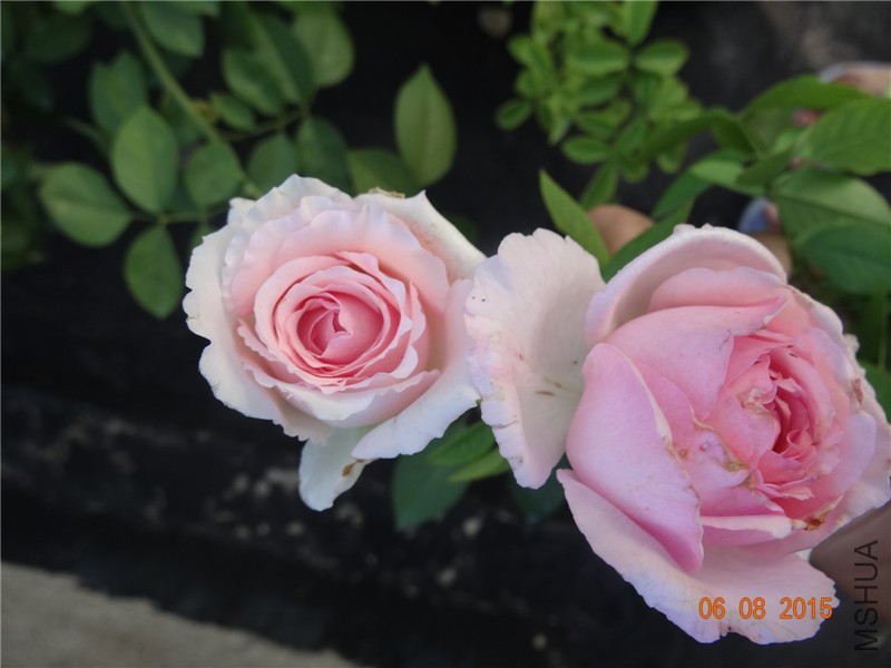 DSC03838.jpg