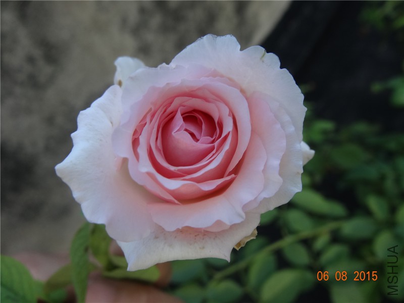 DSC03839.jpg