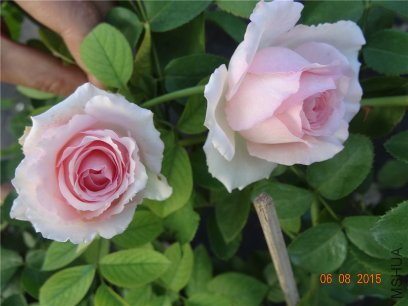 DSC03840.jpg
