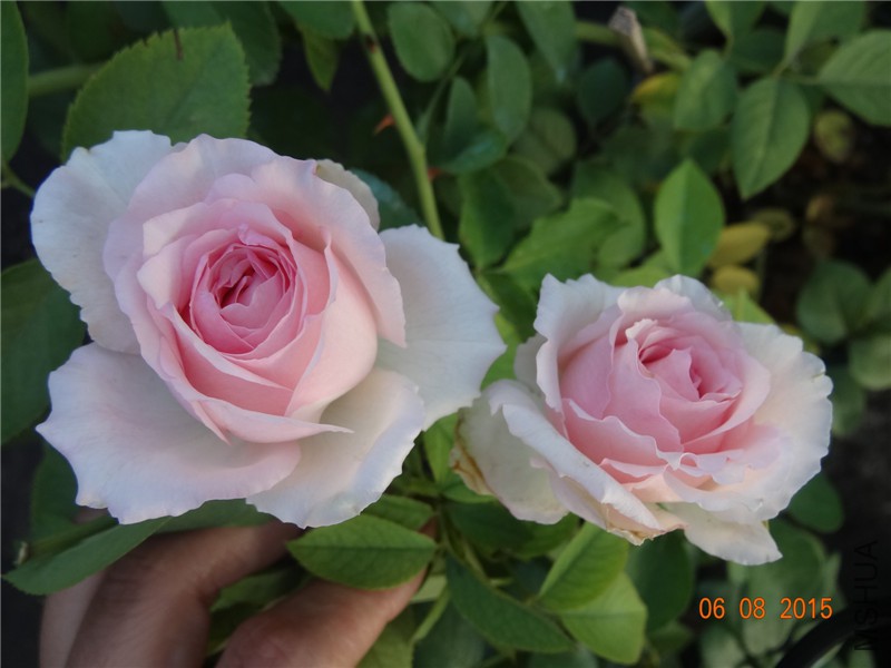 DSC03841.jpg