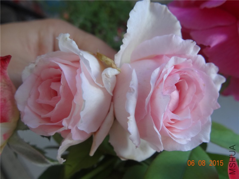 DSC03893.jpg