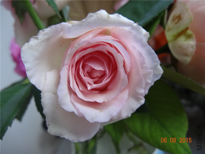 DSC03895.jpg