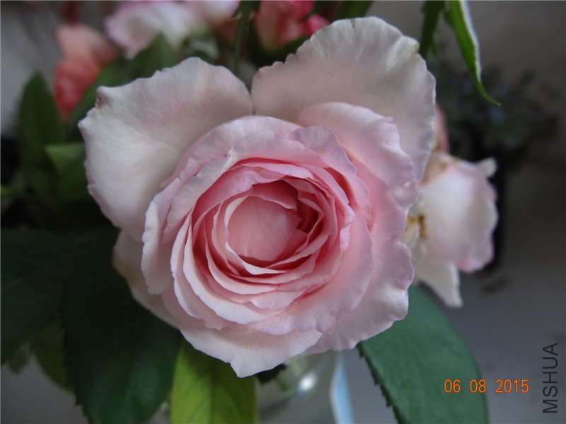 DSC03896.jpg