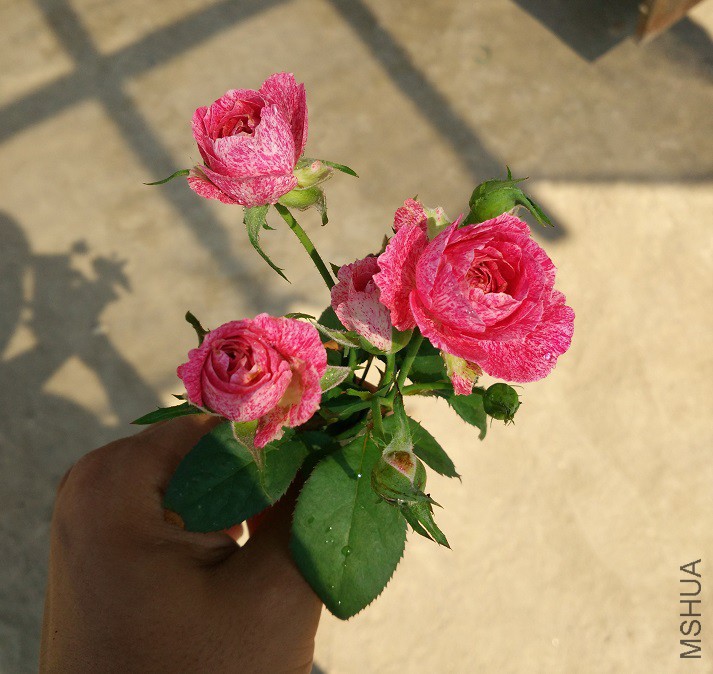IMG_20150806_190505.jpg