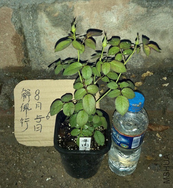 IMG_20150806_190506.jpg