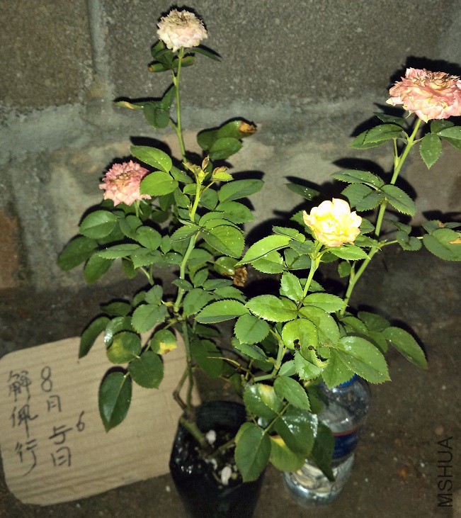 IMG_20150806_190640.jpg