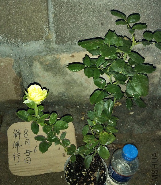 IMG_20150806_190735.jpg