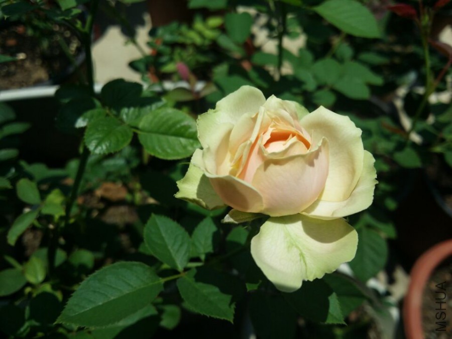 61b672a19314d03f.jpg